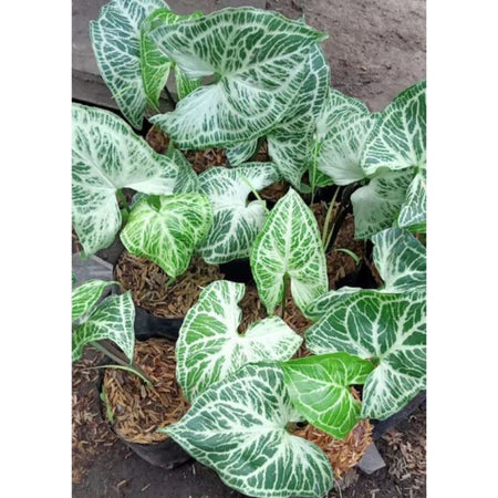Syngonium Batik 2 - 4 Leaves