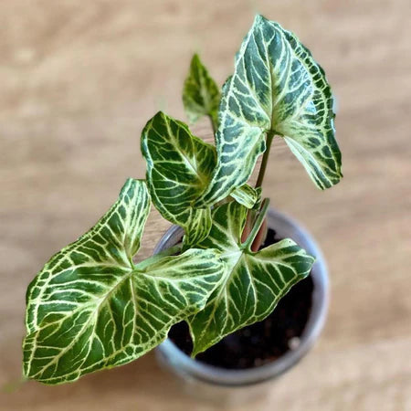 Syngonium Batik 2 - 4 Leaves