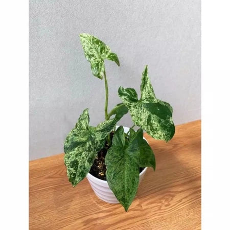 Syngonium Mojito 2 - 4 Leaves