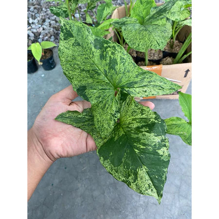 Syngonium Mojito 2 - 4 Leaves