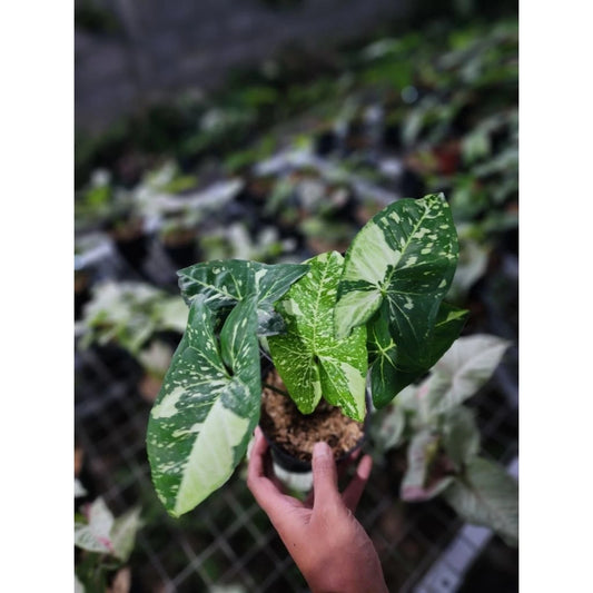 Syngonium Panda Galaxy 2 - 4 Leaves