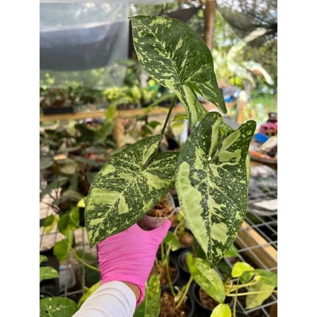 Syngonium Panda Galaxy 2 - 4 Leaves