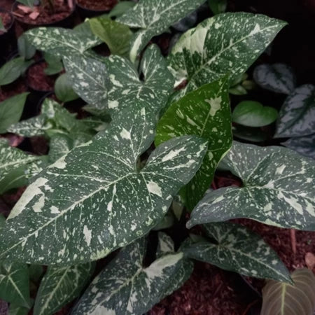 Syngonium Panda Galaxy 2 - 4 Leaves