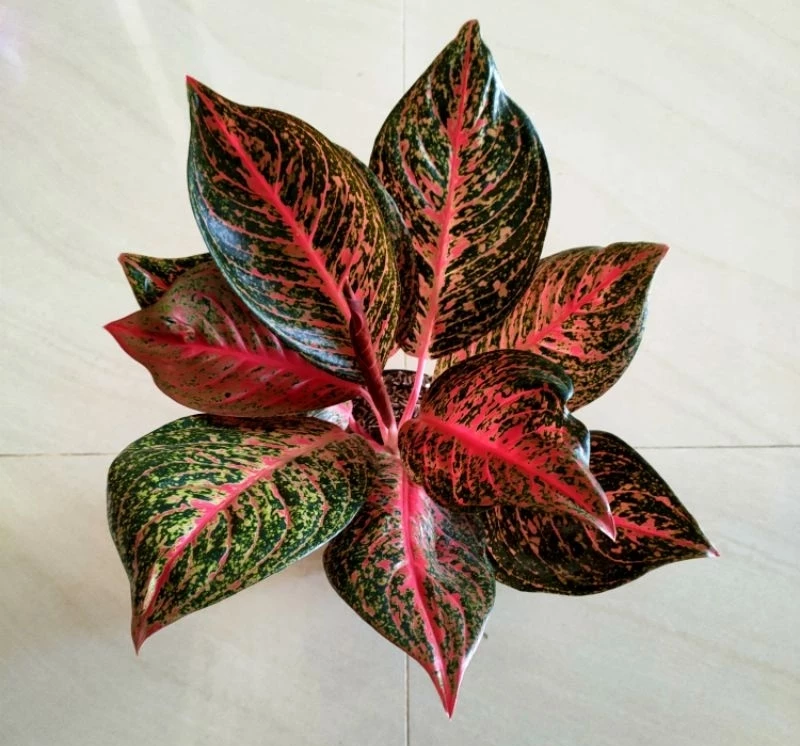 Aglaonema Tiara 2 - 4 leaves
