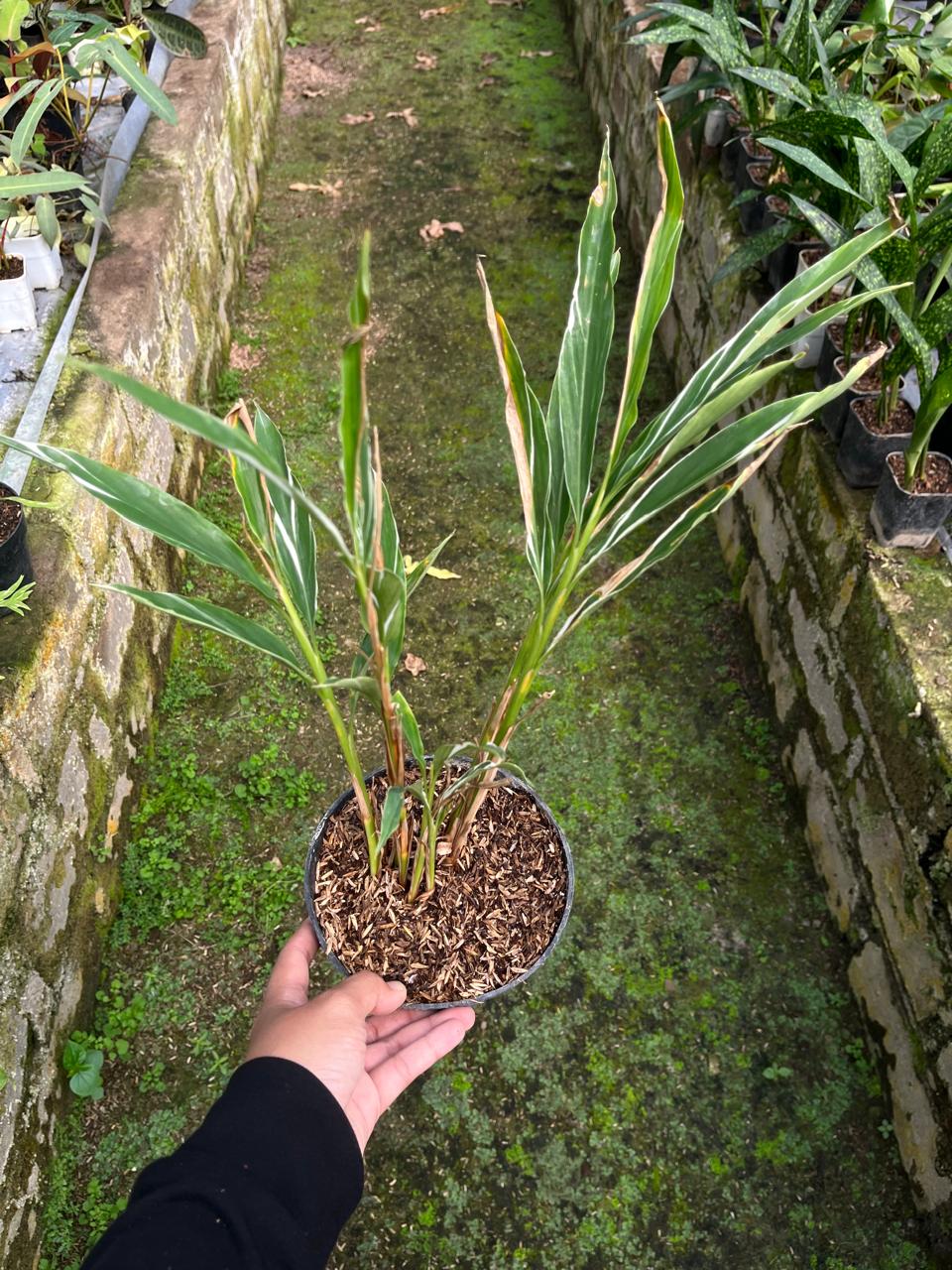 Zingiber Officinale Variegated, Whole Plant