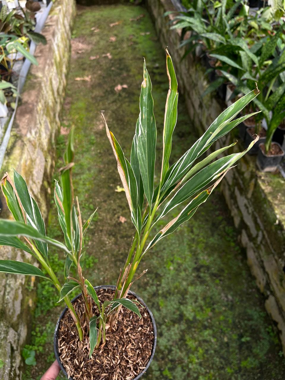 Zingiber Officinale Variegated, Whole Plant