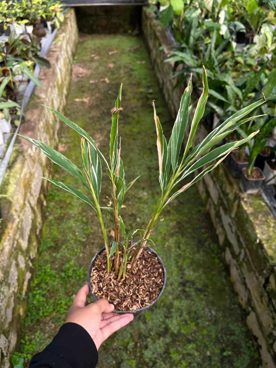 Zingiber Officinale Variegated, Whole Plant