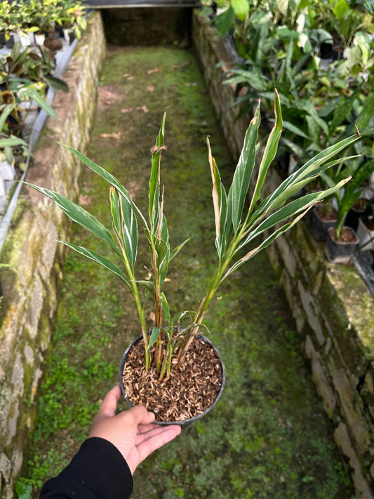 Zingiber Officinale Variegated, Whole Plant