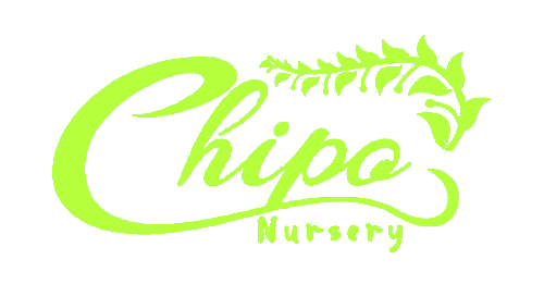 Chipo Nursery