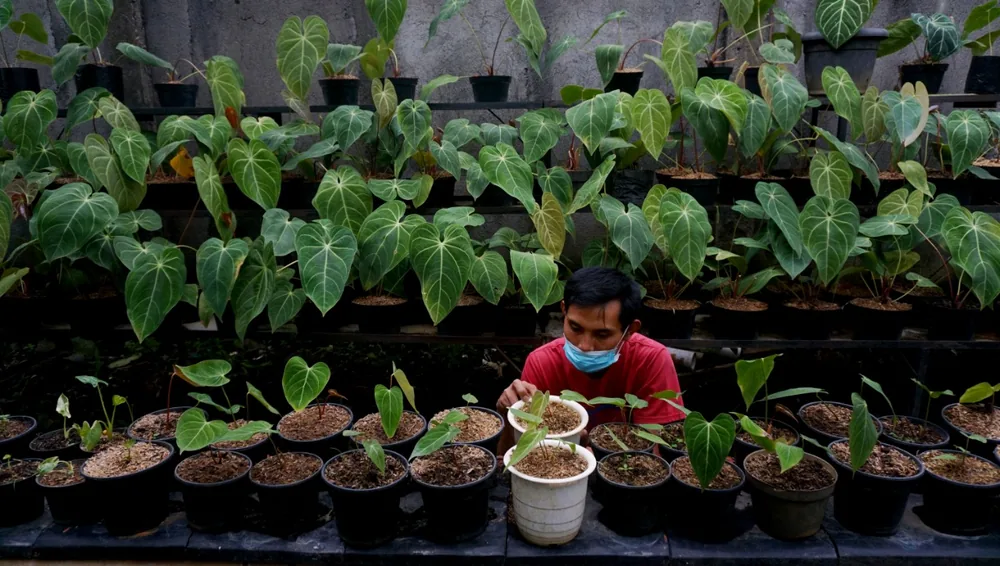 Small business cooperation at the nursery